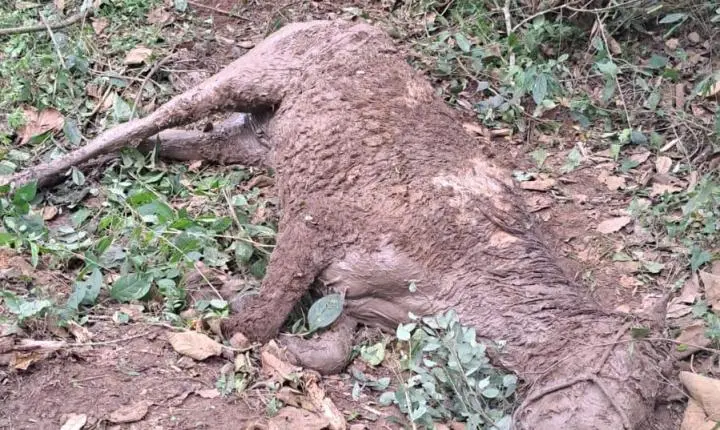 Bombeiros salvam égua atolada em vala com lama e evitam afogamento em Carandaí