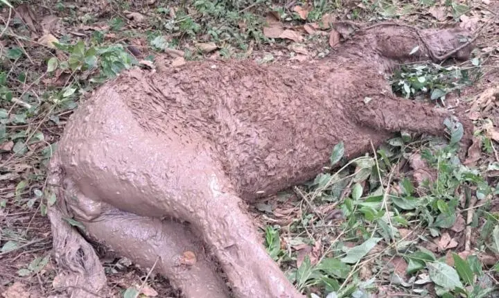 Bombeiros salvam égua atolada em vala com lama e evitam afogamento em Carandaí