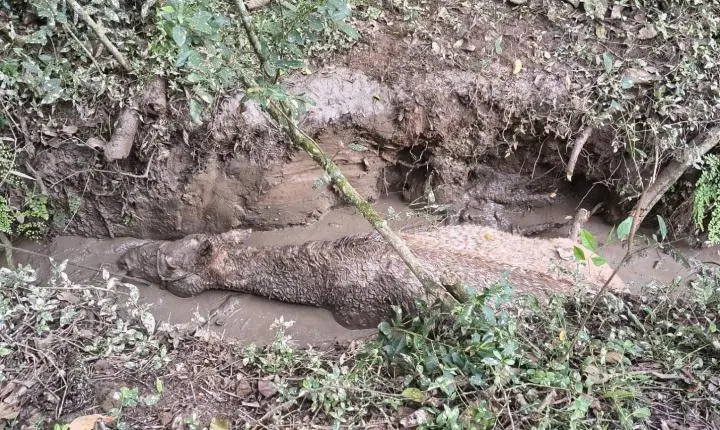 Bombeiros salvam égua atolada em vala com lama e evitam afogamento em Carandaí