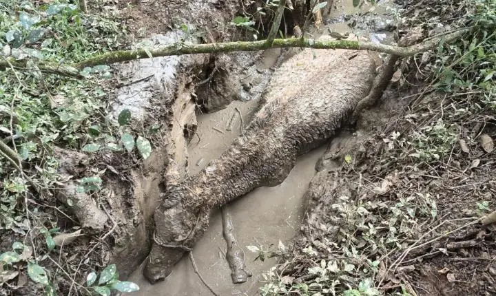 Bombeiros salvam égua atolada em vala com lama e evitam afogamento em Carandaí