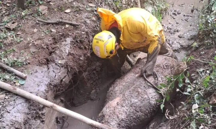 Bombeiros salvam égua atolada em vala com lama e evitam afogamento em Carandaí