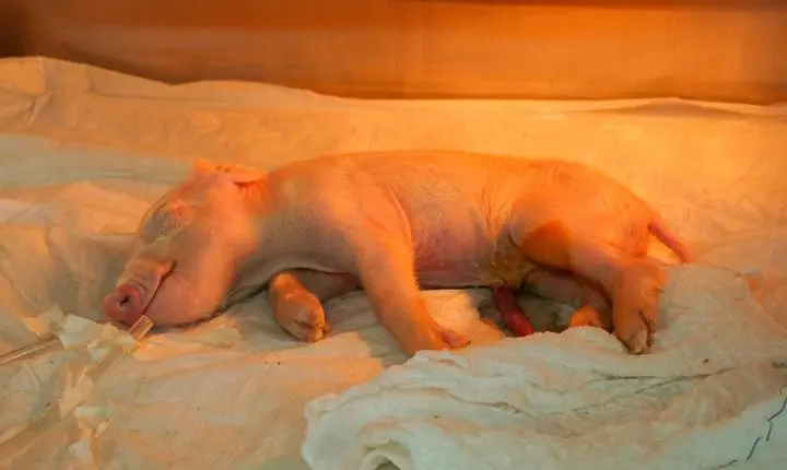 Brasil cria o primeiro porco clonado da América Latina com o objetivo de fornecer órgãos para o SUS