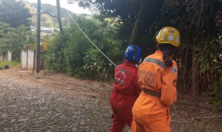 Brigada Municipal de Carandaí realiza corte seguro de árvore no bairro Cohab