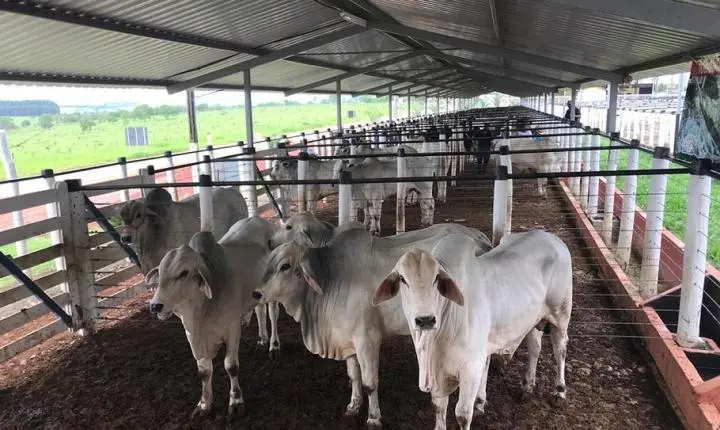 Cadeia de carnes e café disparam e fazem Minas Gerais atingir faturamento recorde de R$ 167,8 bilhões no agro
