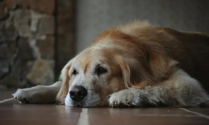 Cães idosos: quais cuidados nutricionais fazem mais diferença?