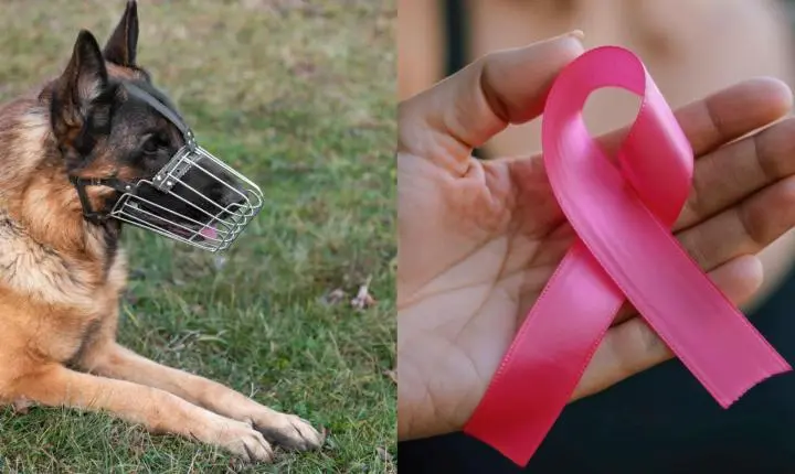Câmara de Juiz de Fora aprova leis sobre danos causados por cães, criação do 