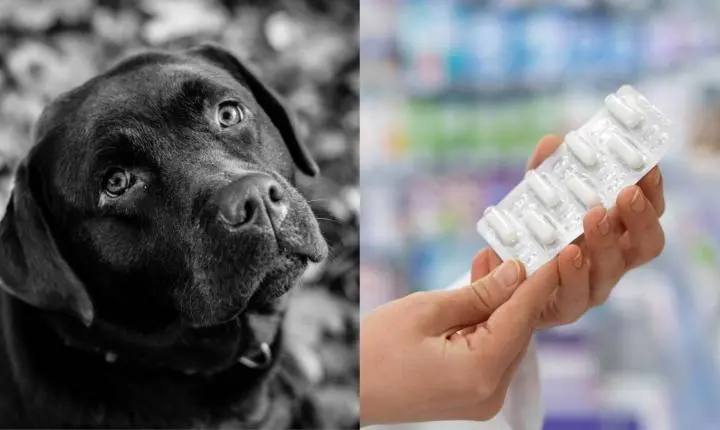 Câmara de Juiz de Fora promulga leis para sepultamento de pets e controle de remédios do SUS