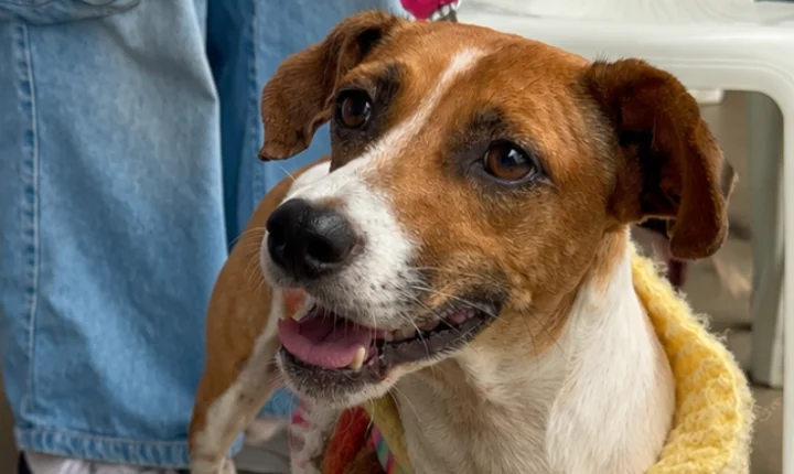 Campanha antirrábica imuniza mais de 36 mil cães e gatos em Juiz de Fora; nova etapa será em 7 de novembro