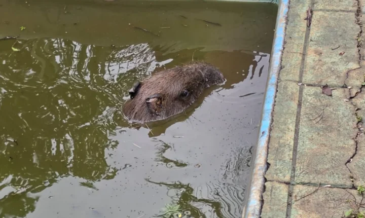 Capivara cai em piscina desativada ao tentar escapar de cães e é resgatada pelos bombeiros em Congonhas