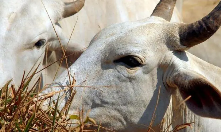 Tarifa de carne bovina brasileira para a China sobe para 67% nesta quinta-feira