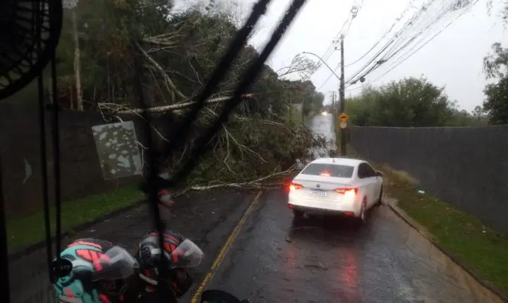 Chuva e ventos fortes derrubam árvores e estruturas em diferentes pontos de Juiz de Fora