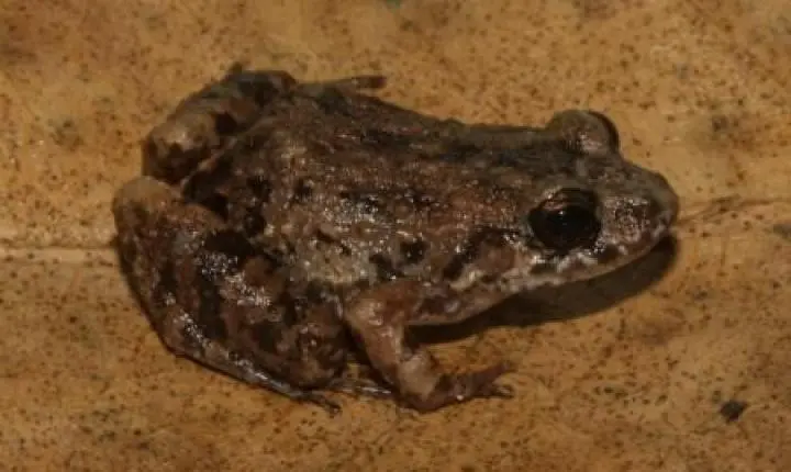 Cientistas descobrem nova espécie de rã em florestas alagadas da Amazônia