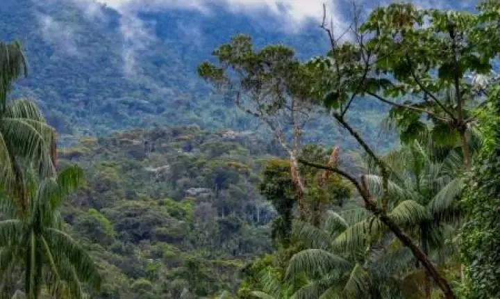 Conexão entre fragmentos florestais importa mais que tamanho na restauração da Mata Atlântica
