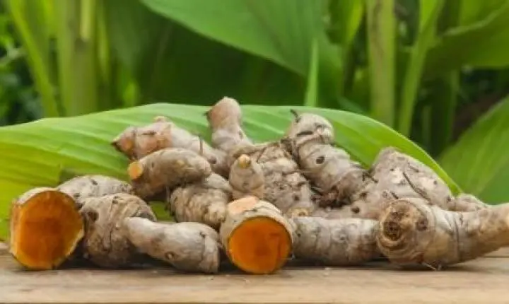 Derivado da cúrcuma mostra potencial para combater fungo causador de micose