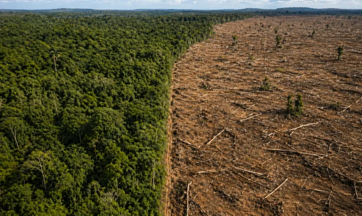 Desmatamento no Cerrado em MG dispara quase 92% e acende alerta ambiental crítico
