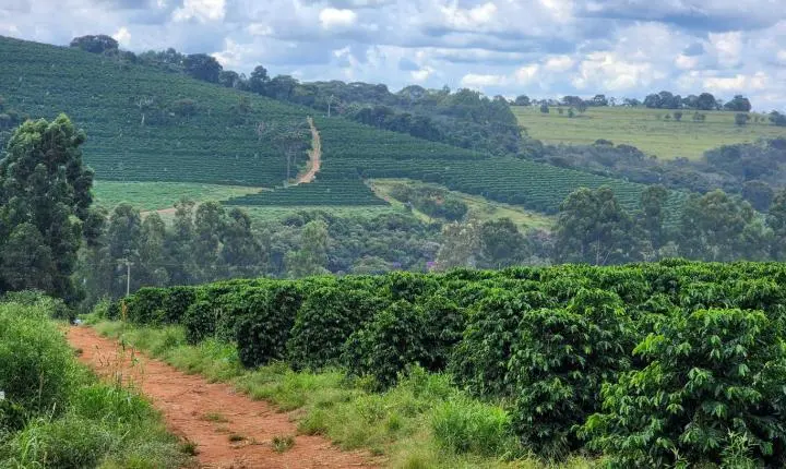 Diversificação de mercados mantém Minas Gerais no pódio das exportações do agro nacional