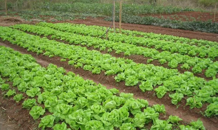 Emater-MG promove capacitação gratuita em agroecologia durante a 91ª ExpoZebu