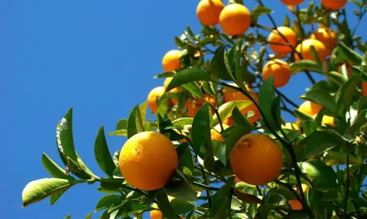 Emater-MG promove Circuito Frutifica Minas para incentivar fruticultura na Zona da Mata