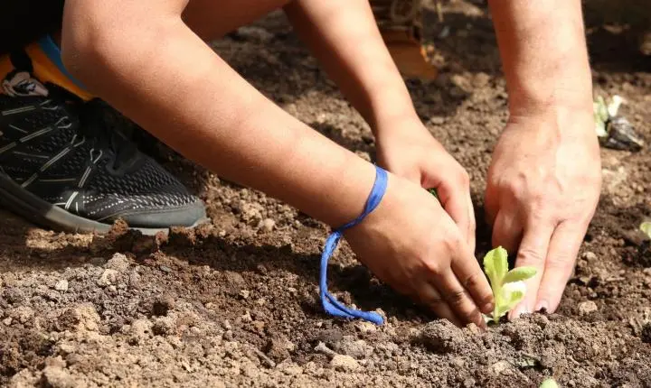 Entidades lançam carta pela agroecologia nas eleições em SP