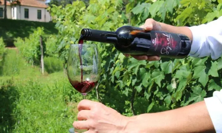 Epamig integra projeto para obter Denominação de Origem de vinhos em Minas Gerais