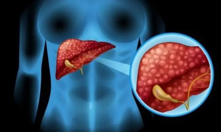 Estudo detalha como o organismo se adapta a dietas com muita proteína e nenhum carboidrato