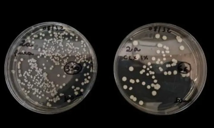 Estudo investiga associação de clorexidina e fitoterápicos contra fungo causador de infecção hospitalar