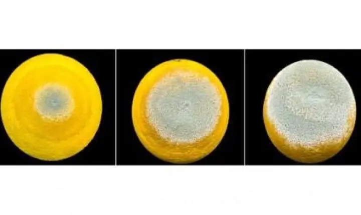 Estudo premiado descreve estratégia usada pelo mofo azul para devastar frutas cítricas