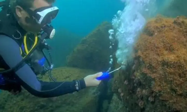 Estudo propõe novo método para remoção de coral invasor no Brasil