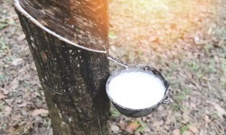 Estudo revela erro que compromete a produção de látex em seringueiras clonadas