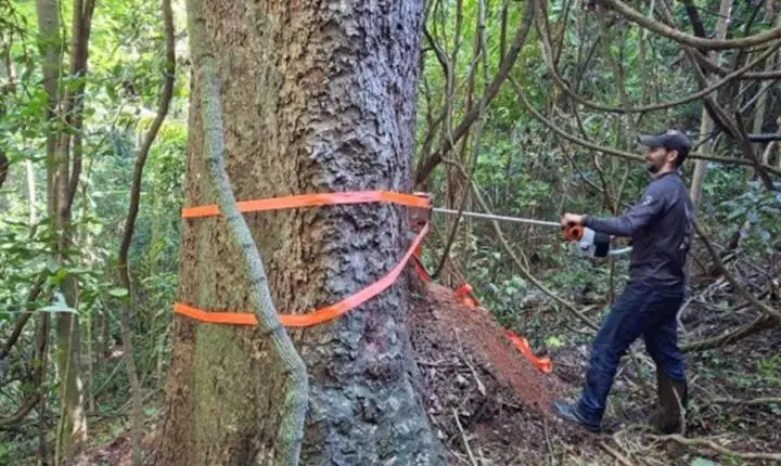 Estudo científico revela segredo de árvores centenárias em reserva de Minas Gerais