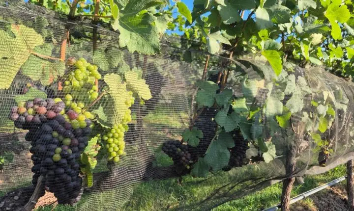 Expansão da vitivinicultura atrai mais de R$ 1 bilhão em investimentos para a Serra da Mantiqueira