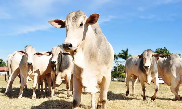 Exportações do agro em Minas Gerais somam US$ 5,8 bilhões no quadrimestre