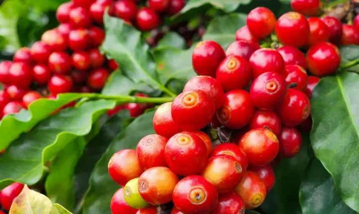 Exportações do agro mineiro atingem US$ 3,93 bilhões no 1º trimestre