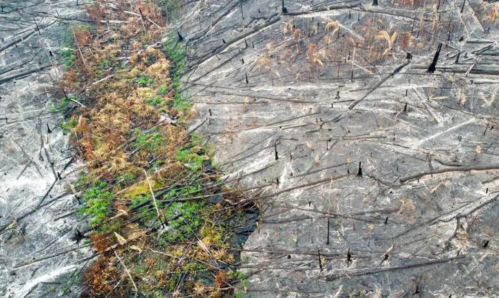 Fogo e desmatamento transformam Amazônia em fonte de carbono para a atmosfera