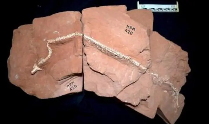 Fóssil descoberto em São Paulo revela novas pistas sobre origem das cobras
