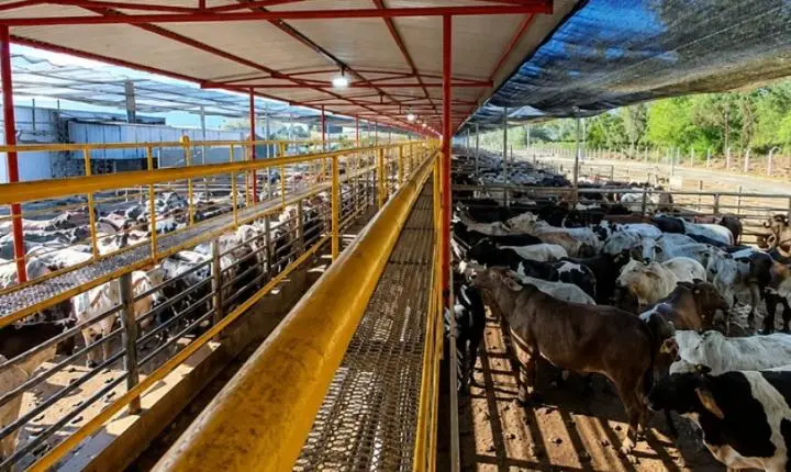 China reabilita frigorífico mineiro para exportação de carne bovina