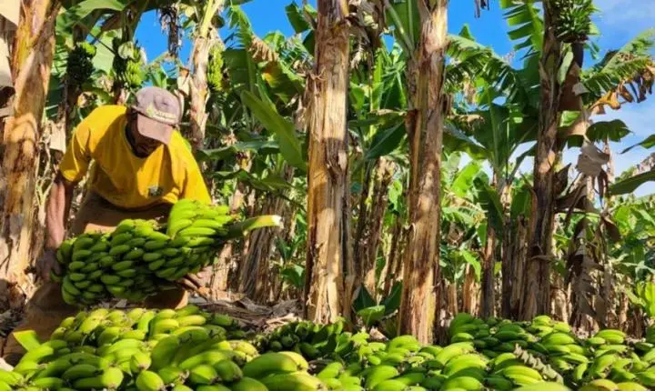 Fruticultura em Minas Gerais cresce 29% e supera culturas tradicionais