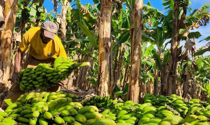 Fruticultura cresce 29% em dez anos em Minas Gerais