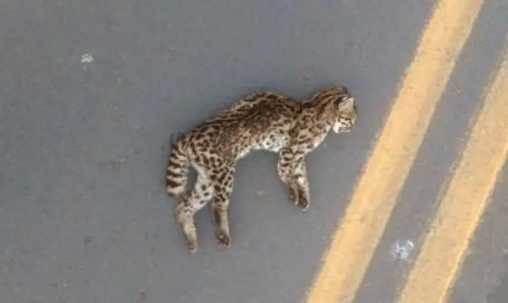 Fungo patogênico transmitido pelo arranhão do gato doméstico está presente em animais selvagens