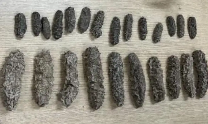 Genética forense desvenda tráfico internacional de vida marinha