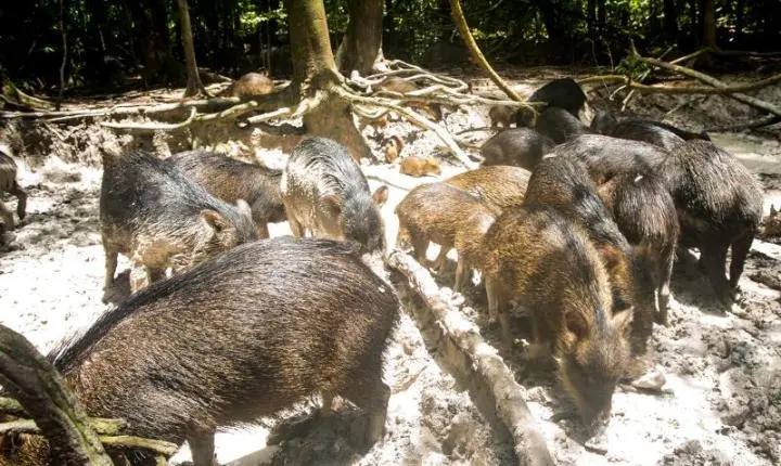 Grandes mamíferos alteram a química do solo e aumentam a fertilidade da Mata Atlântica