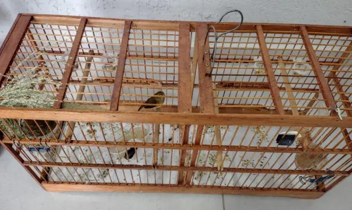 Homem é preso com lança-perfume, munições e aves silvestres em Ubá