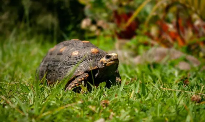 IEF alerta para os riscos e impactos da domesticação de jabutis em Minas Gerais
