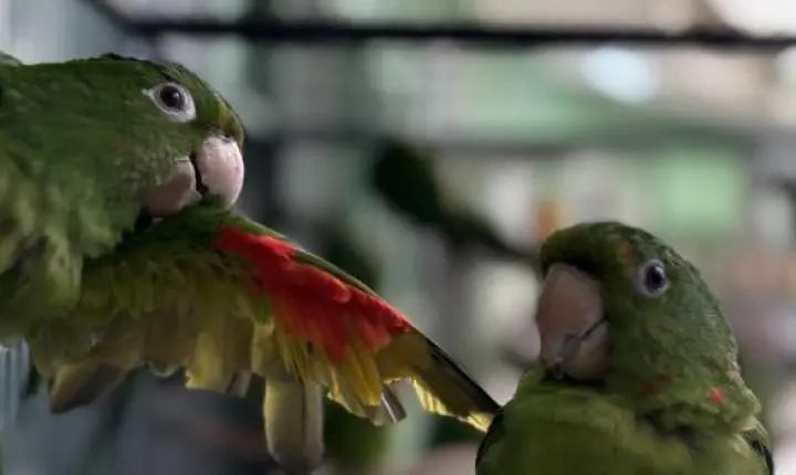 IEF regulamenta regras para criação e comércio de animais silvestres em Minas Gerais