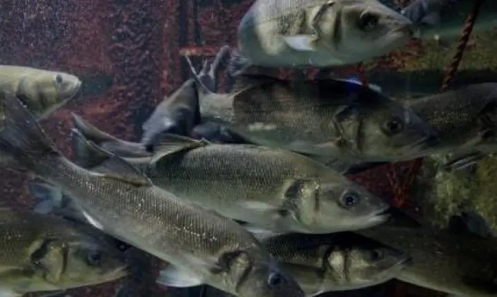 Impacto do aquecimento global na reprodução dos peixes pode ser temporário