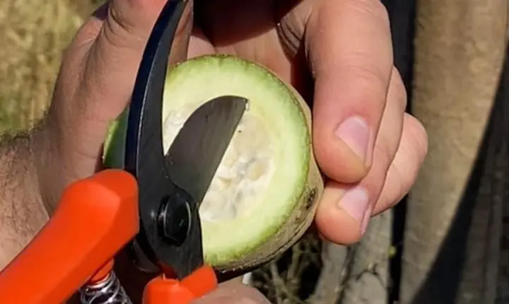 Parceria impulsiona a bioeconomia do jenipapo em Minas Gerais