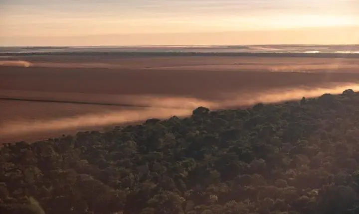 Incêndios, secas e tempestades de vento tornam vegetação da Amazônia menos diversa