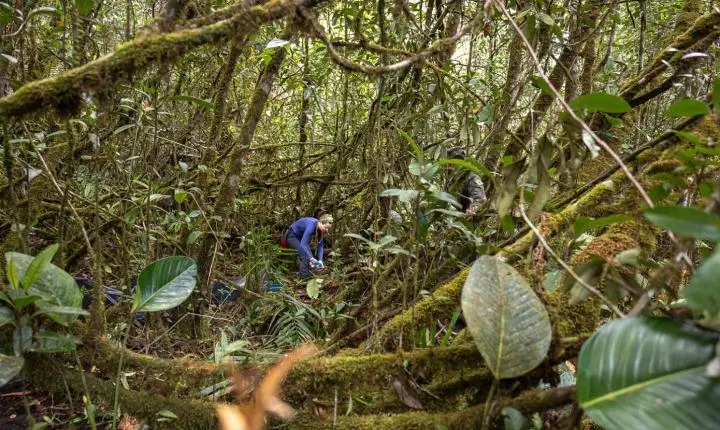 Insetos de dia, anfíbios à noite: a rotina de uma expedição científica no alto da Amazônia