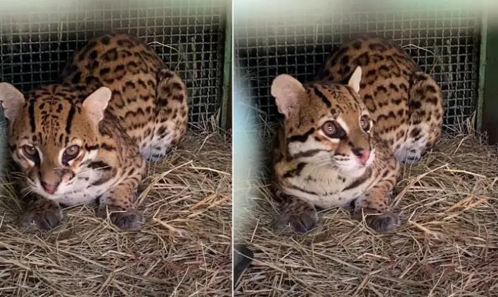 Jaguatirica atropelada na MG-133 é devolvida à natureza em Minas Gerais