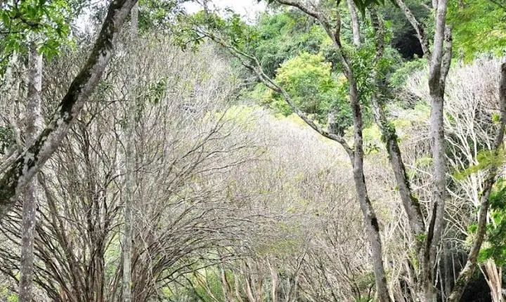 Jardim Botânico da UFJF abre agendamento de visitas mediadas para agosto e setembro